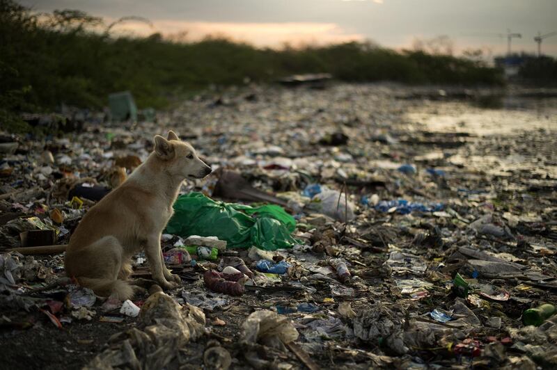 A dog looks out onto a garbage-filled creek in Manila. About eight million tonnes of plastic waste are dumped into the world's oceans every year - the equivalent of one garbage truck of plastic being tipped into the sea every minute of every day. Over half comes from five Asian countries: China, Indonesia, the Philippines, Thailand and Vietnam, according to a 2015 study in Science journal. Noel Celis / AFP