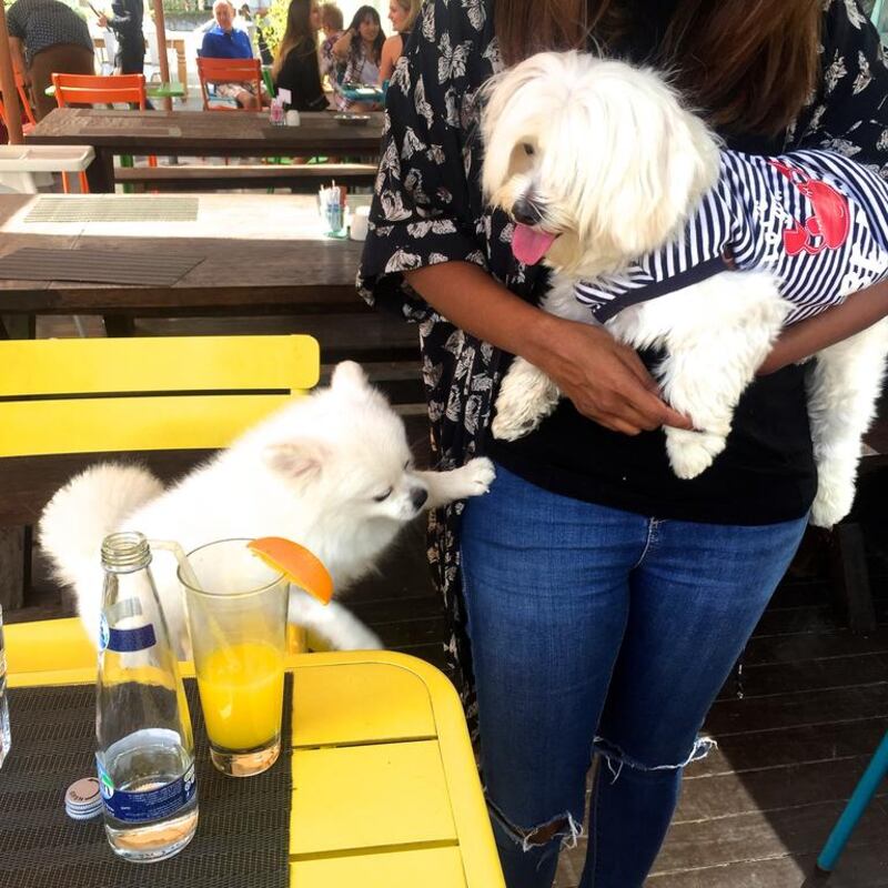 Pooches at Urban Bistro’s brunch in Dubai can be booked in for a nail trim, hair grooming and pet-sitting session.