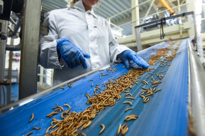 An employee checks worms before they are being turned into protein powder at the "Ynsect" experimental insect farm in Dole, eastern France, on February 8, 2018, a facility that produces premium proteins natural ingredients for aquaculture and pet nutrition. / AFP PHOTO / SEBASTIEN BOZON
