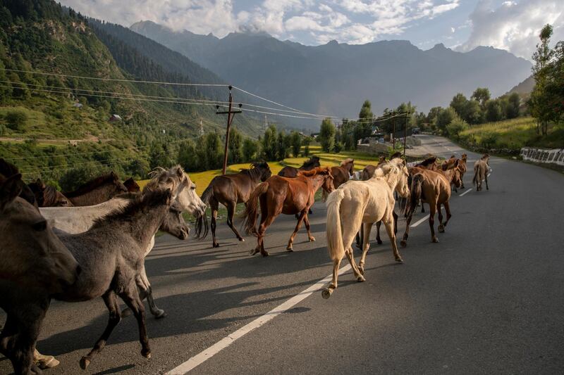 A herd of wild horses gallop on the Srinagar-Leh highway, north-east of Srinagar, Indian controlled Kashmir. AP Photo