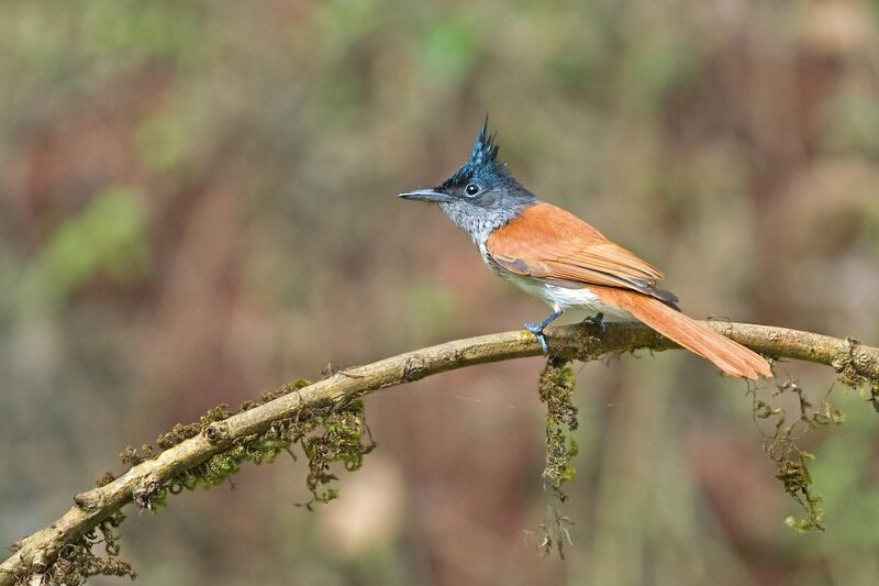 An Indian paradise flycatcher - stock photo