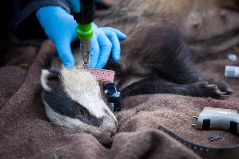 Badger vaccination and tracking in UK by ZSL Institute of Zoology. Photo by SETH JACKSON