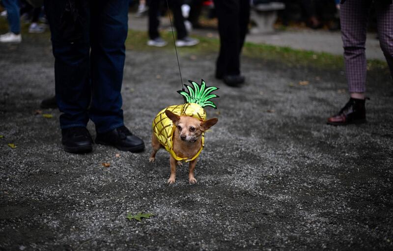 A dog dressed in a pineapple costume attends the Tompkins Square Halloween Dog Parade in Manhattan in New York City. AFP