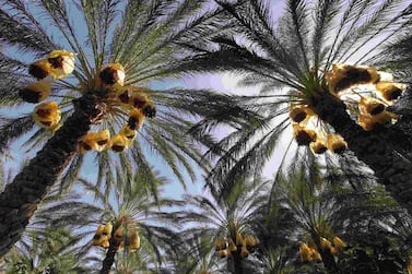 The date palm has been a mainstay of the Arab world for thousands of years. Reuters