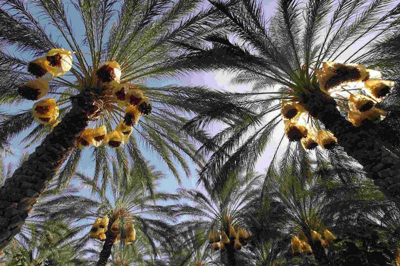 The date palm has been a mainstay of the Arab world for thousands of years. Reuters
