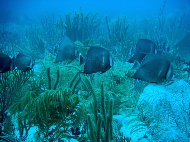 People come from all over the world to snorkel in the Virgin Islands, where these gray angelfish were spotted. Photo: National Parks Service