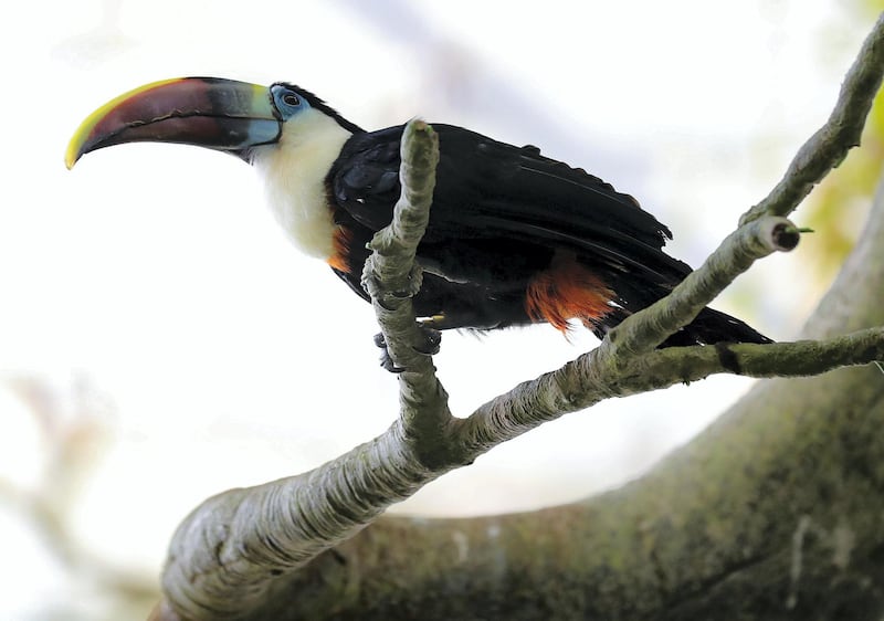 Dubai, United Arab Emirates - July 03, 2019: Red billed toucan. The Green Planet for Weekender. Wednesday the 3rd of July 2019. City Walk, Dubai. Chris Whiteoak / The National