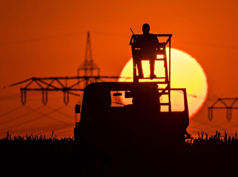 A man keeps watch on a harvested cornfield near Jacobsdorf in Brandenburg, Germany, on September 14, 2016. Patrick Pleul / Agence France-Presse