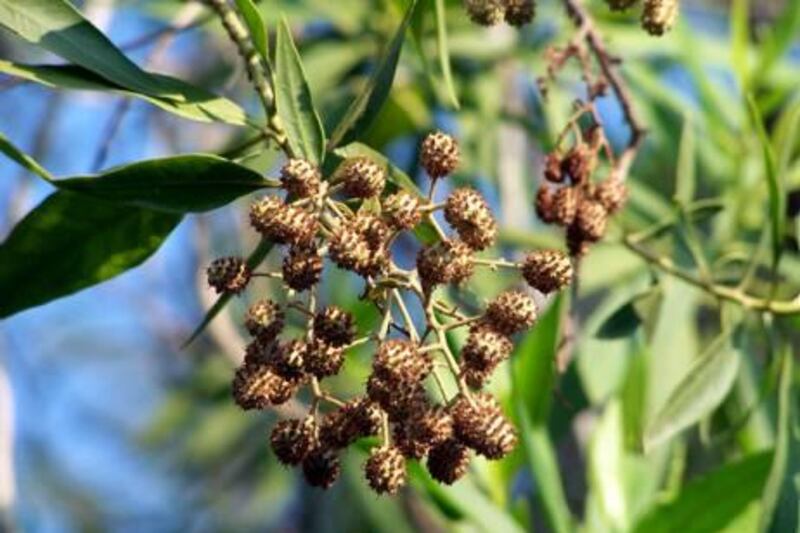 Conocarpus lancifolius. Photo Courtesy Istock