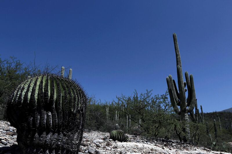 Tehuacan-Cuicatlan Valley in Mexico. Hugo Ortuno / EPA