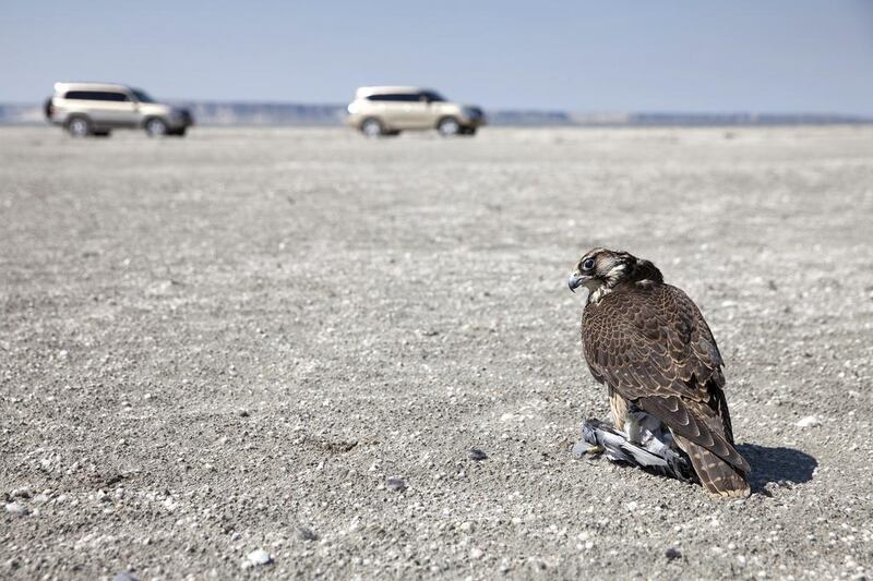 As the convoy moves on, a first-year female falcon feeds on a freshly-killed pigeon, shortly after she’s been released into the wild by falconers in Aktau, Kazakhstan. Silvia Razgova / The National
