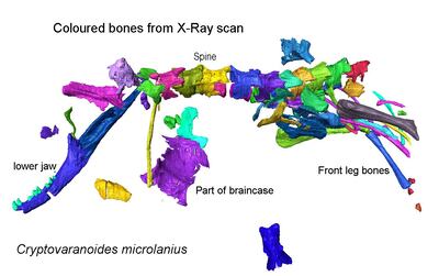 An X-ray scan of the skeleton, showing the backbone, the lower jaw, and limbs. Photo: Natural History Museum UK