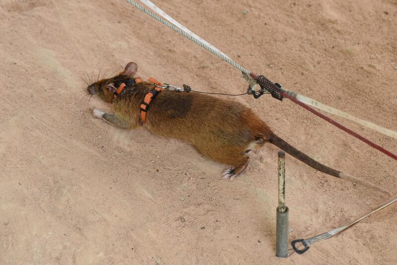 The rodents, which are too light to set off the landmines, are trained to use their noses to identify the chemical compounds of live TNT explosives. Courtesy Ronan O’Connell