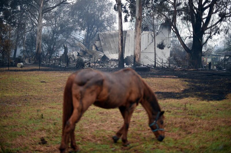 A horse grazes in front of a burnt house after an overnight bushfire in Cobargo, NSW, Australia. AFP