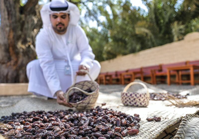 Al Ain, United Arab Emirates, October 7, 2019.  
Weekend – photo essay 
Discovering agricultural practices at Al Ain Oasis: there’s a new programme that introduces visitors to the UAE’s plant species, crops and agriculture professions running throughout October and November.
-- Dates welcome visitors for "Kenaz", the traditional way of storing dates after the date harvest season.  Hilal Al Kuwaiti demonstrates this.
Victor Besa / The National
Section:  WK
Reporter:  Katy Gillett
