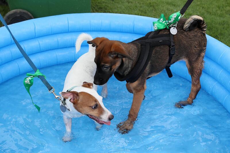 ABU DHABI , UNITED ARAB EMIRATES , APRIL 13   – 2018 :- People cooling their pets at the pet water station during the pet festival held at DU arena on Yas Island in Abu Dhabi. ( Pawan Singh / The National ) For News