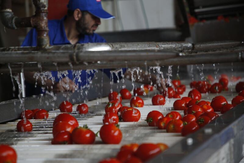 A Palestinian works at a tomato paste plant in Jabalia refugee camp in the northern Gaza Strip. AFP