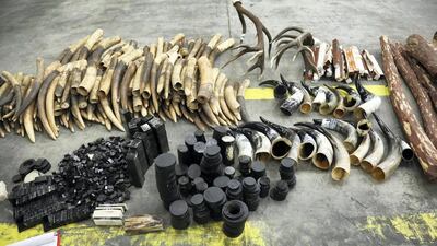 1,350kg of illegal contraband, including rhino horns and elephant tusks, were seized in Dubai in April last year. Some was painted black to fool customs officers. Courtesy: Dubai Police