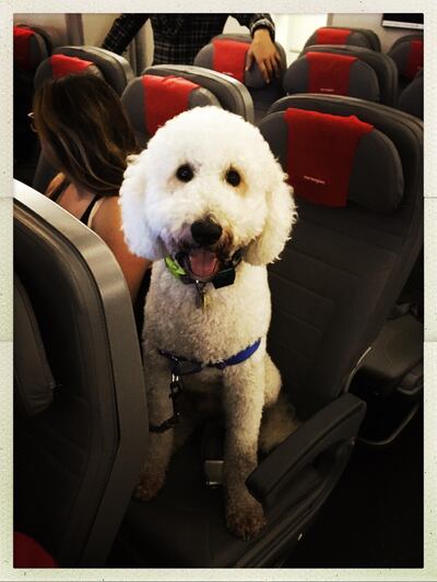 Dogs are the most favoured emotional support animals on a plane, with squirrels and peacocks less tolerated by fellow passengers. Courtesy flickr 