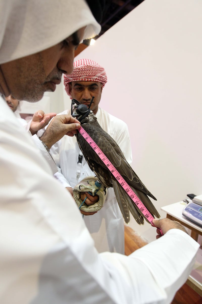 Participants will present their best captive-bred falcons from farms in the region and elsewhere.