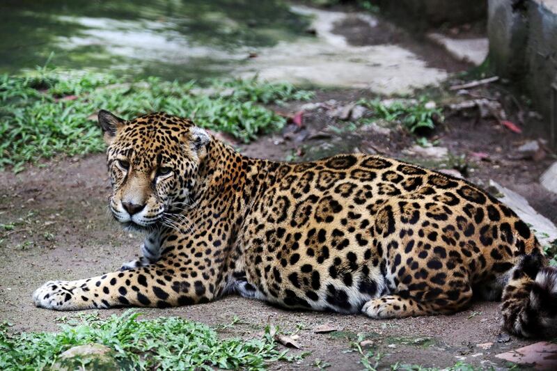 A jaguar is seen at the Rosy Walther Zoo in Tegucigalpa, Honduras.  EPA