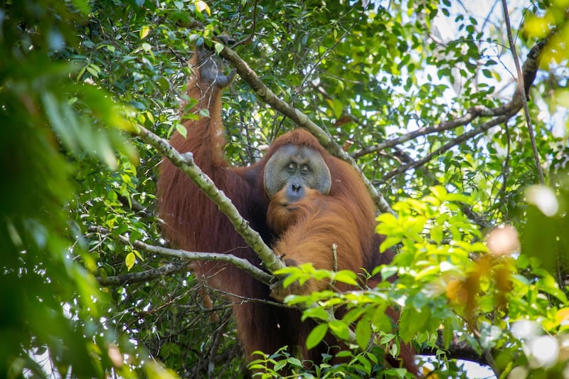 Sumatran Orangutan. Adult flanged male - part of a long term study by international scientists.