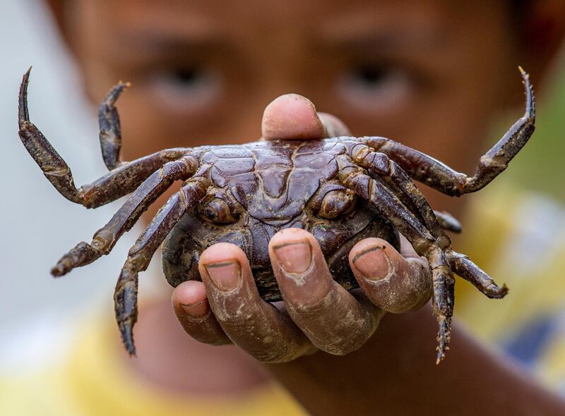 A boy displays a crab in a jungle in Kathmandu, Nepal.  EPA