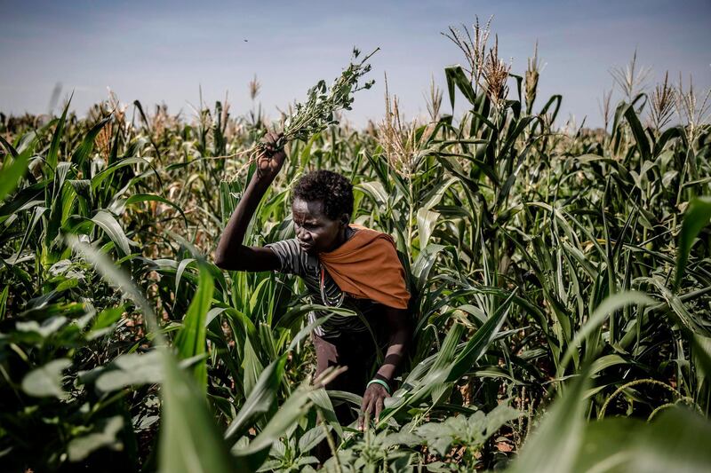 A Turkana farmer try to shoo away locust damaging her maize crops in Kalemngorok, Turkana County, Kenya. An increasing number of second-generation immature swarms of desert locust continue to form in northwest Kenya.