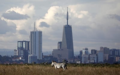 The Nairobi skyline is seen in the background as a zebra walks through the Nairobi National Park, near Nairobi, Kenya, December 3, 2018. REUTERS/Amir Cohen     TPX IMAGES OF THE DAY