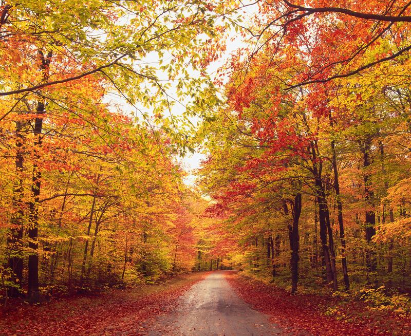 Autumn trees over dirt path in forest