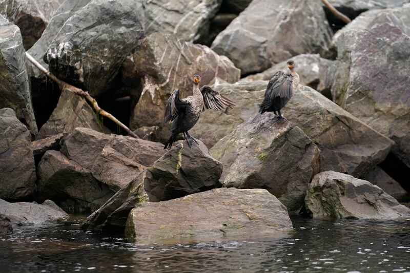 Double-crested cormorants are among the wildlife at Perce Rock.