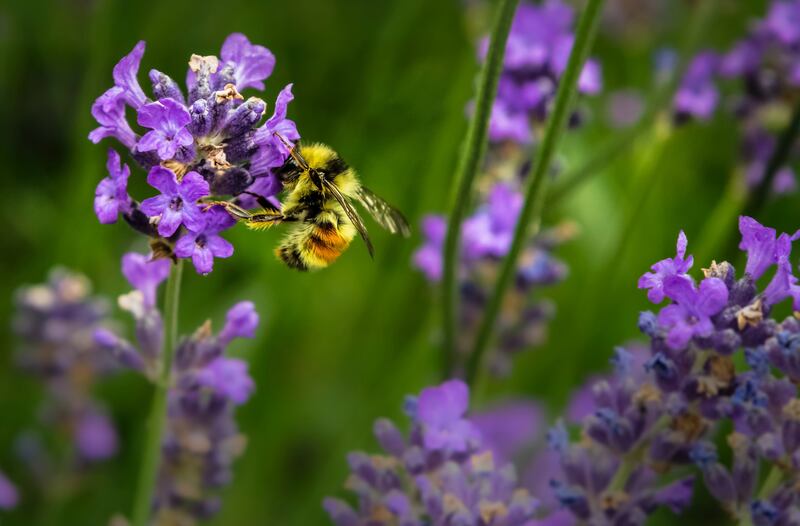 From TikTok to Hollywood, people's love affair with bumbling, bustling bees continues. Unsplash / Jenna Lee