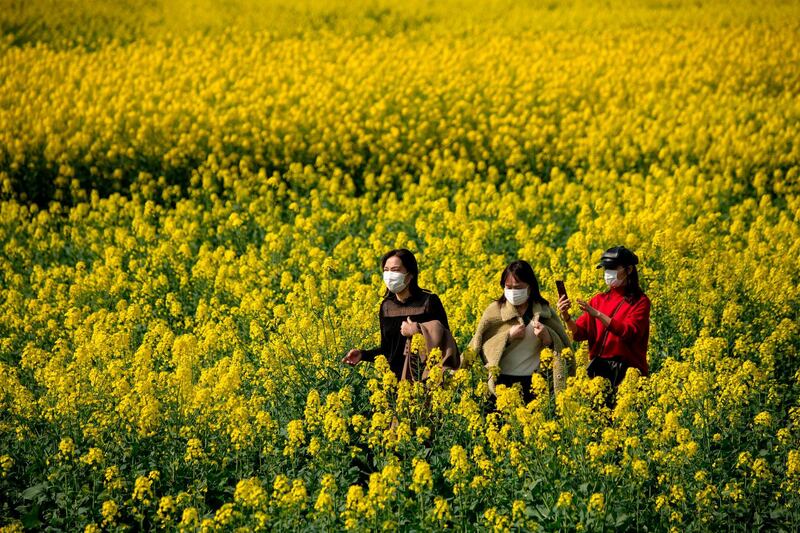 People wearing face masks walk along a rapeseed farm where canola oil is taken in Jiujiang, China’s central Jiangxi province.   AFP