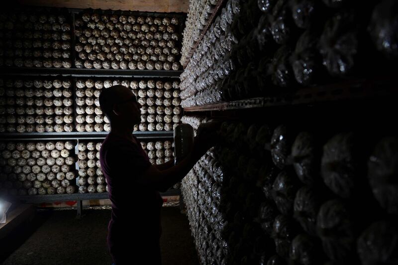 A worker inspects oyster mushroom spores growing at a farm in Banda Aceh. AFP