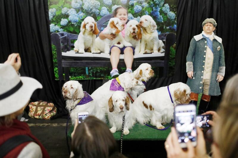 A pack of Clumber Spaniels at the Meet the Breeds event. Photo: Reuters