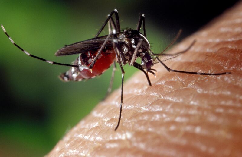 A female Aedes albopictus mosquito, also known as the Asian tiger mosquito, feeding on a human host. The mosquitoes could carry dengue fever to England by the middle of this century. Getty Images