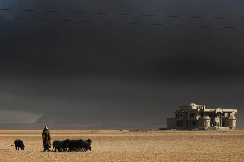 An Iraqi shepherd watches over his flock of sheep, their fleece blackened by smoke from burning oil wells set ablaze by ISIL before retreating towards Mosul, as they graze near the town of Qayyarah. AFP