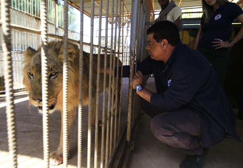 A team of international wildlife conservationists from Four Paws organisation examine one of the fours starving and sick lions at a zoo in the Sudanese capital on January 27, 2020 where a lioness died last week.

 Months of political and economic turmoil that rocked Sudan from late 2018 severely damaged the health of the lions faced with shortages of food and medicine. Al-Qureshi Park is run by Khartoum municipality but funded partly by private donations, which have dried up due to the economic crisis that sparked nationwide protests though much of last year. / AFP / ASHRAF SHAZLY
