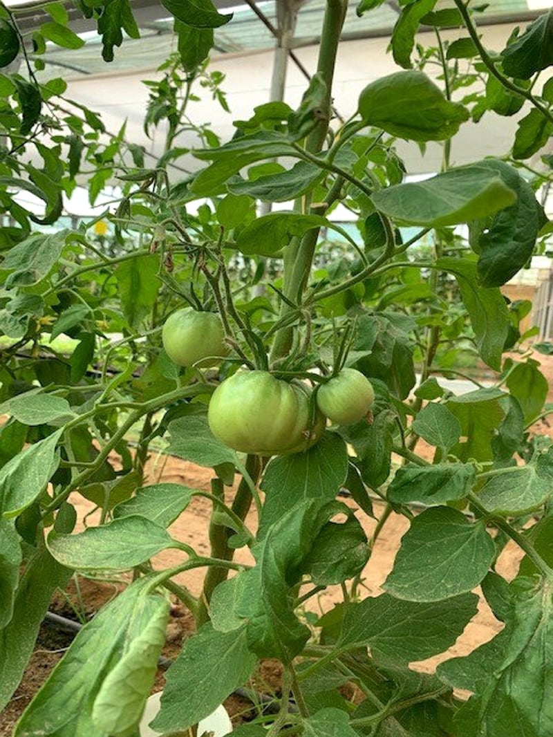 Heirloom tomatoes are one of the farm's most successful crops so far. This green tomato will be red and juicy in no time. Courtesy Rebecca Holland