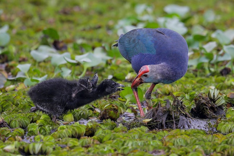 A Purple Swamphen feeds her chick on the marshy wetland in the suburb of Colombo, Sri Lanka. EPA