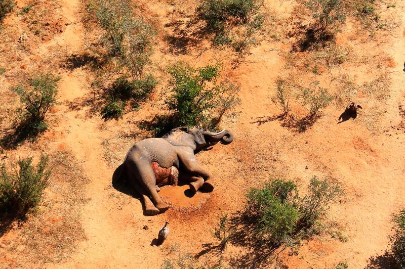In this supplied photo a dead elephant lies in the bush in the Okavango Delta, Botswana.  Botswana says it is investigating a staggeringly high number of elephant carcasses, with 275 found in the popular Okavango Delta area of the southern African nation in recent weeks. AP Photo