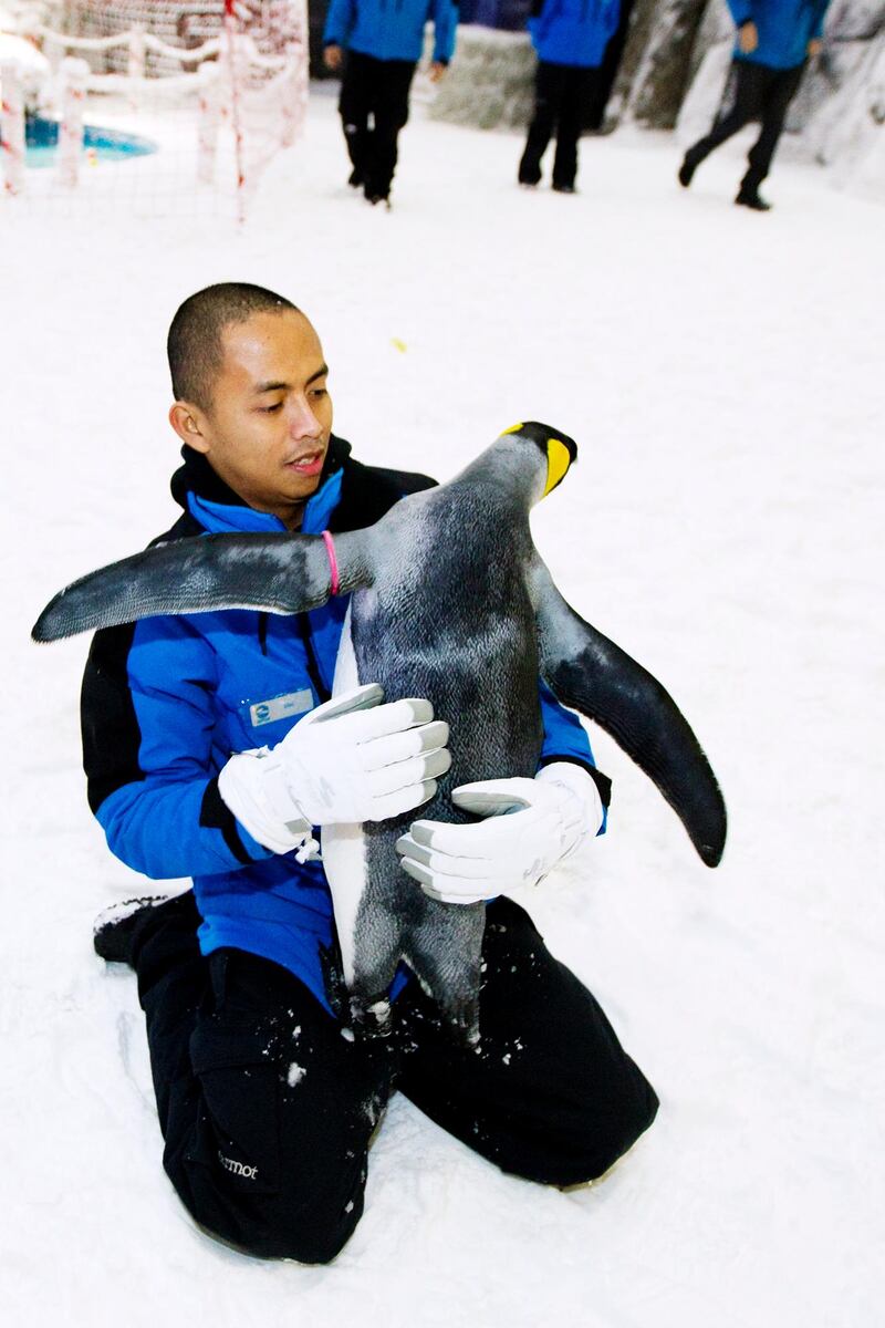 Dubai, Jan 30th, 2012 -- Trainer Eric gets a hug from McFatty, the peguin who loves affection more than fish. A colony of snow penguins  from Sea World in San Antonio will move into Ski Dubai in Mall of Emirates starting in February 2012. Visitors to ÔSnow Penguins at Ski DubaiÕ will get a chance to get up close and personal with the birds and learn about them. Photo by: Sarah Dea/ The National