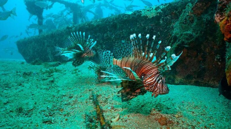 An artificial reef off Destin, Florida. AP