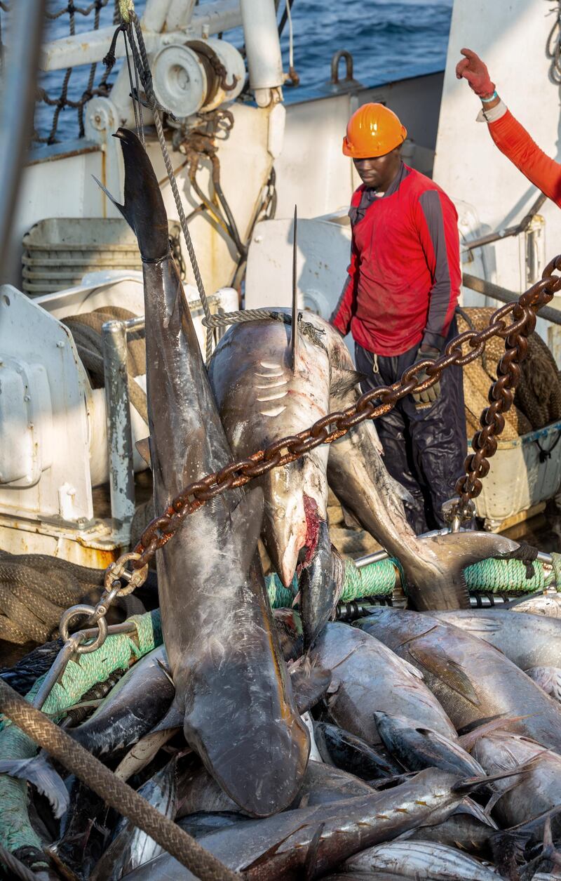 The Sea Shepherd crew joins forces with Gabonese marines for a patrol in search of illegal fishing activity off the coast of Gabon, Africa.