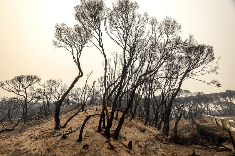 Burnt trees are seen in Mallacoota, Australia. Getty Images