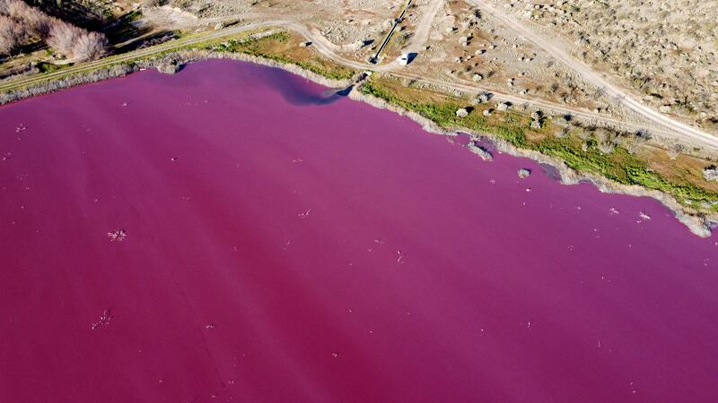 An aerial view of a lagoon in Argentina that has turned bright pink