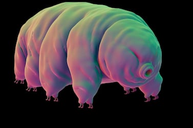 Tardigrades - also known as water bears or moss piglets - are less than a millimetre long and can survive extreme temperatures. Getty Images
