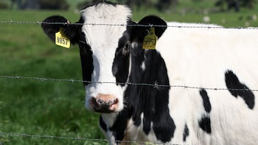 The US Department of Agriculture is ordering dairy producers to test cows that produce milk for infections from highly pathogenic avian influenza. AFP