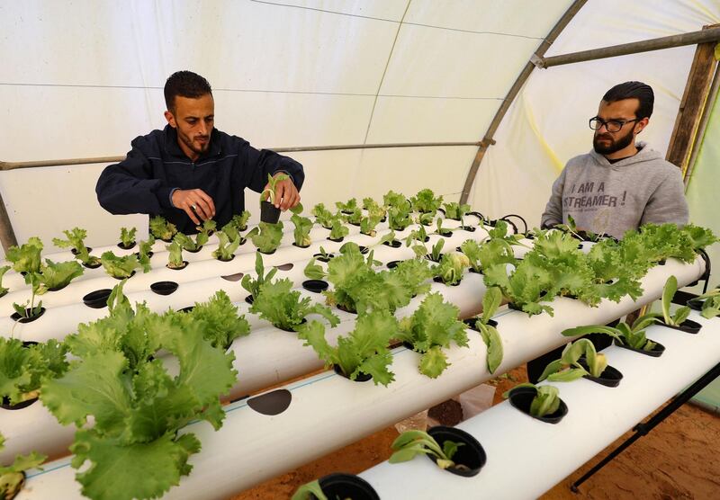 Mounir and Siraj Bechiya began training in hydroponics in Tunisia two years ago and  together run the hydroponic farm at Qouwea in Libya. AFP
