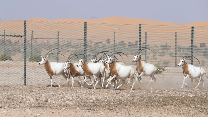 Scimitar-horned oryx are bred at the Deleika Wildlife Management Centre in Abu Dhabi and sent to Jordan and Chad to boost the animal's wild population. All pictures: Khushnum Bhandari / The National
